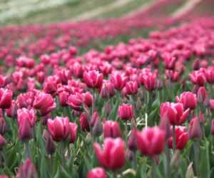 Tulipany na polach w Chrzypsku Wielkim