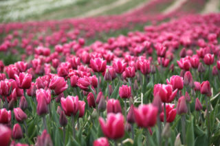 Tulipany na polach w Chrzypsku Wielkim