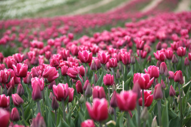 Tulipany na polach w Chrzypsku Wielkim