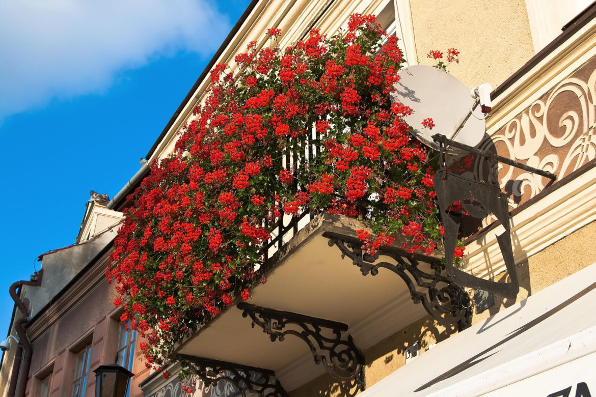 Zwisające kwiaty na balkon