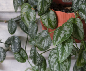 Scindapsus pstry