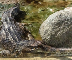 Te olbrzymy właśnie przyjechały do łódzkiego Orientarium. Robią wrażenie!