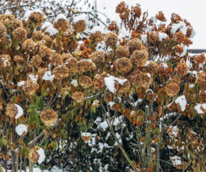 Działkowcy robią to teraz z hortensjami! Dzięki temu wiosną puste badyle pokrywają się kulistymi kwiatami. Pielęgnacja hortensji, by krzewy kwitły wiosną 