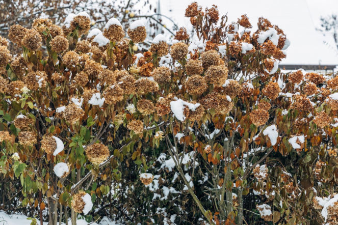 Działkowcy robią to teraz z hortensjami! Dzięki temu wiosną puste badyle pokrywają się kulistymi kwiatami. Pielęgnacja hortensji, by krzewy kwitły wiosną 