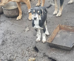 Interwencja OTOZ Animals w Suchym Dębie