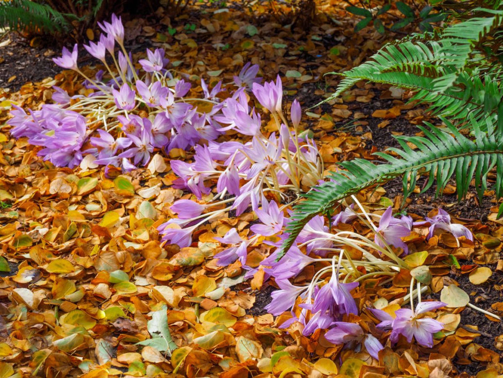 Krokusy jesienne