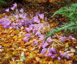 Krokusy jesienne