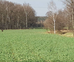 Po Bieruniu biega... lama! Jest zupełnie sama [ZDJĘCIA]