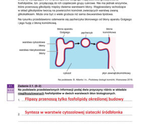 Matura próbna 2026 - biologia. Wszystkie odpowiedzi do arkusza CKE z biologii 14.01.2026