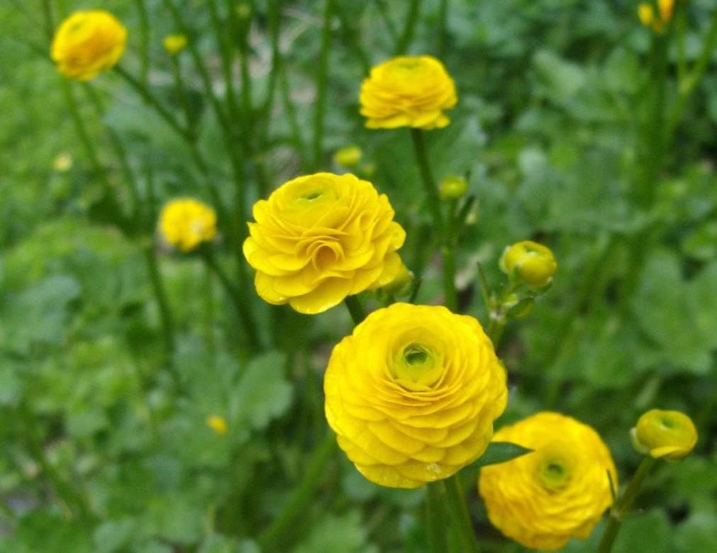 Jaskier ostry 'Multiplex'