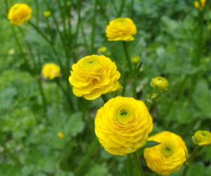 Jaskier ostry 'Multiplex'