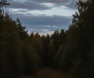 Atak niedźwiedzia w Bieszczadach. Co spotkało mieszkańca tuż obok własnego domu?