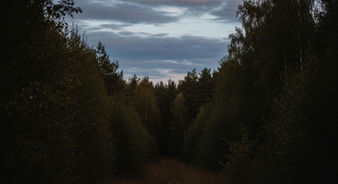 Atak niedźwiedzia w Bieszczadach. Co spotkało mieszkańca tuż obok własnego domu?