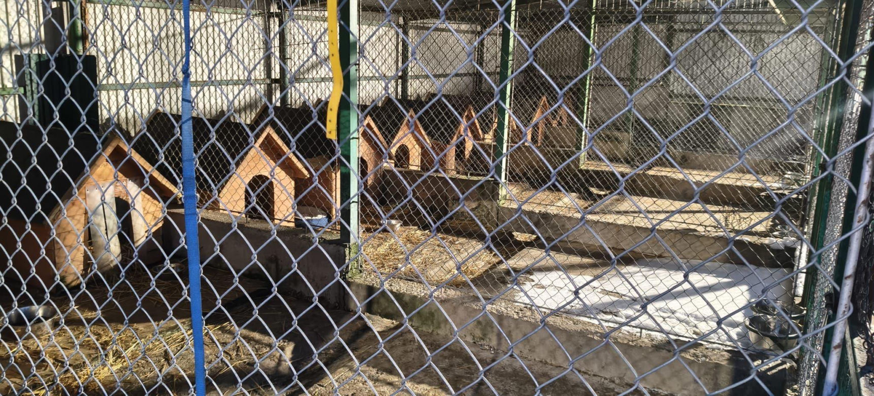 Minister interweniuje w sprawie schronisk w Tarnowie i Oświęcimiu. Są wyniki nagłej kontroli