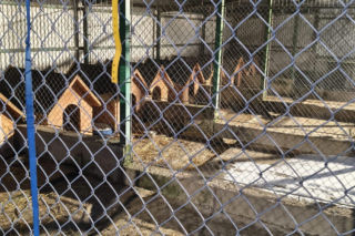 Minister interweniuje w sprawie schronisk w Tarnowie i Oświęcimiu. Są wyniki nagłej kontroli