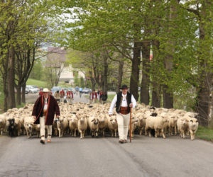 Tu zobaczysz najbardziej spektakularne jesienne redyki. Sprawdź, kiedy i gdzie w 2026 roku odbędzie się tradycyjne sprowadzanie owiec z hal