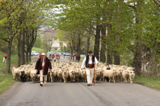 Tu zobaczysz najbardziej spektakularne jesienne redyki. Sprawdź, kiedy i gdzie w 2026 roku odbędzie się tradycyjne sprowadzanie owiec z hal
