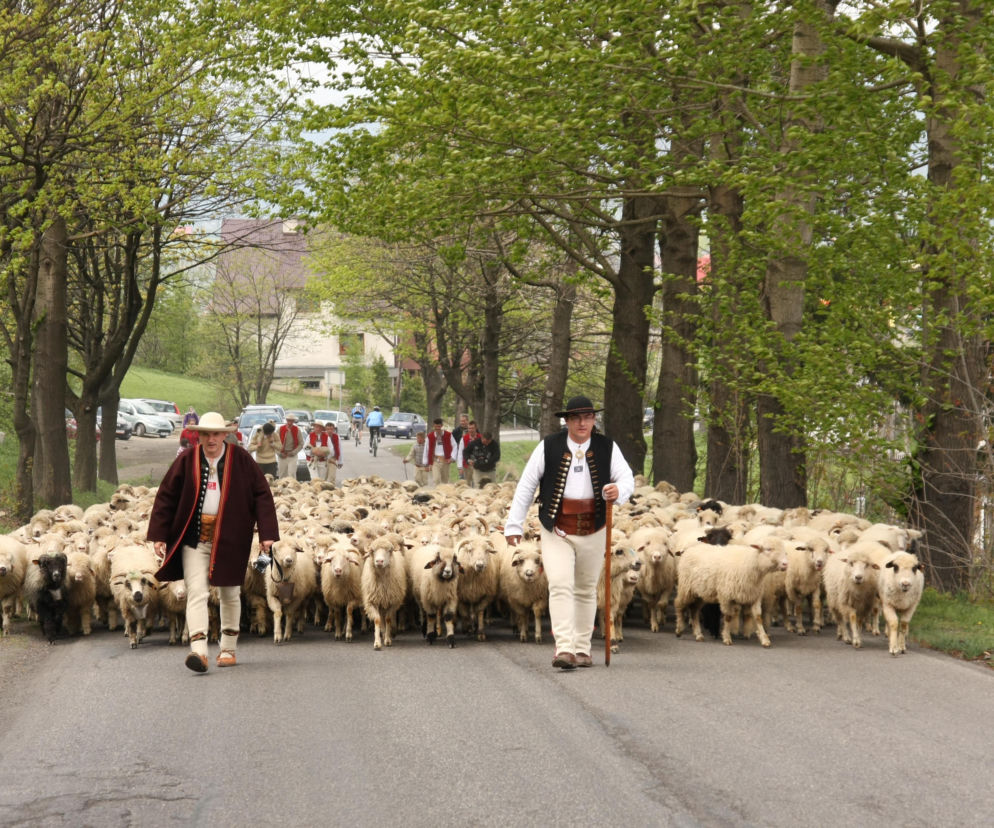 Tu zobaczysz najbardziej spektakularne jesienne redyki. Sprawdź, kiedy i gdzie w 2026 roku odbędzie się tradycyjne sprowadzanie owiec z hal
