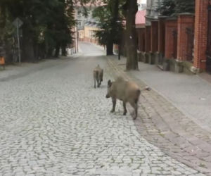 Dziki opanowały Przemyśl