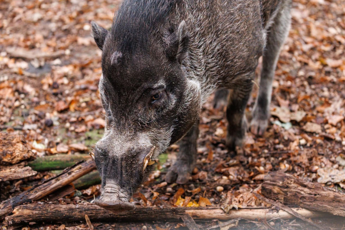 Język dłuższy niż linijka, zero zębów i tysiące mrówek na obiad! Nowe zwierzęta w Poznaniu