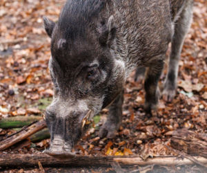 Język dłuższy niż linijka, zero zębów i tysiące mrówek na obiad! Nowe zwierzęta w Poznaniu