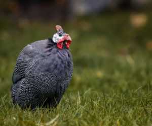 Perliczka zwyczajna (Numida meleagris)