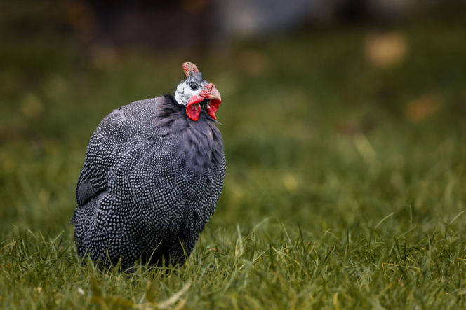 Perliczka zwyczajna (Numida meleagris)