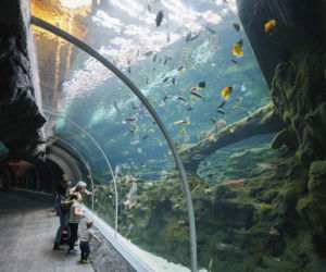 Otwarcie Orientarium w Łodzi