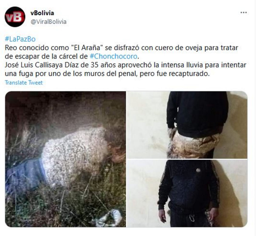 Bandyta uciekał z więzienia w przebraniu owcy! Padniesz na jego widok