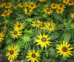 Rudbekia błyskotliwa ‘Little Goldstar’