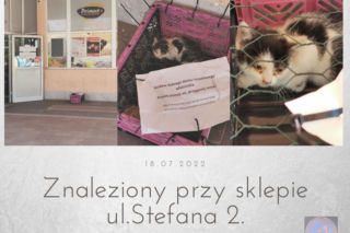 Kociaki podrzucone pod sklepami spożywczymi w Łodzi. Animal Patrol: widać w tym zachowaniu jakąś troskę [ZDJĘCIA]