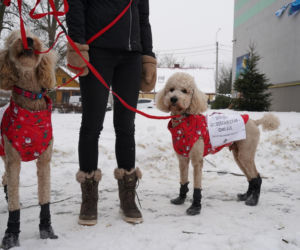 Schronisko dla psów w Sobolewie zamknięte. Jeszcze w sobotę, 24 stycznia, protestowali pod nim mieszkańcy [ZDJĘCIA].