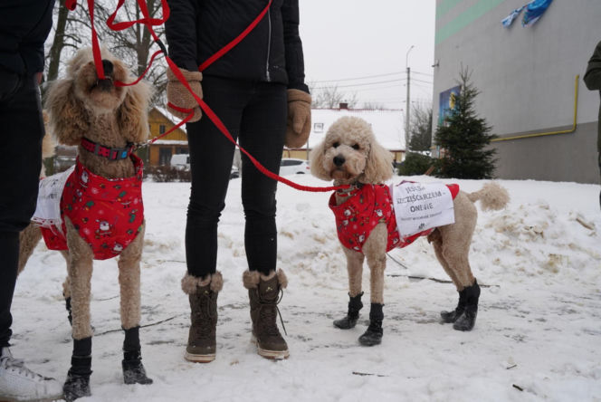 Schronisko dla psów w Sobolewie zamknięte. Jeszcze w sobotę, 24 stycznia, protestowali pod nim mieszkańcy [ZDJĘCIA].
