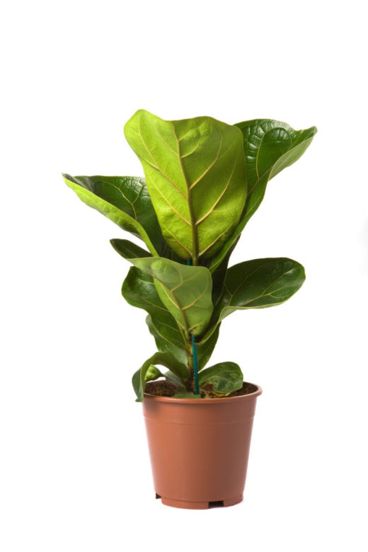 Fikus liriolistny (Ficus lyrata)