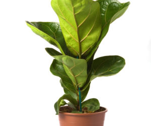 Fikus liriolistny (Ficus lyrata)