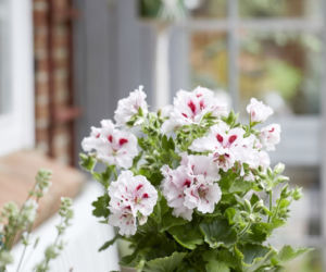 Pelargonia królewska