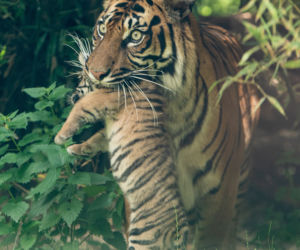 Mała tygrysica z wrocławskiego zoo otrzymała słoneczne imię
