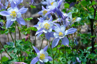 Orliki Mrs Scott Elliott - Aquilegia Mrs Scott Elliott