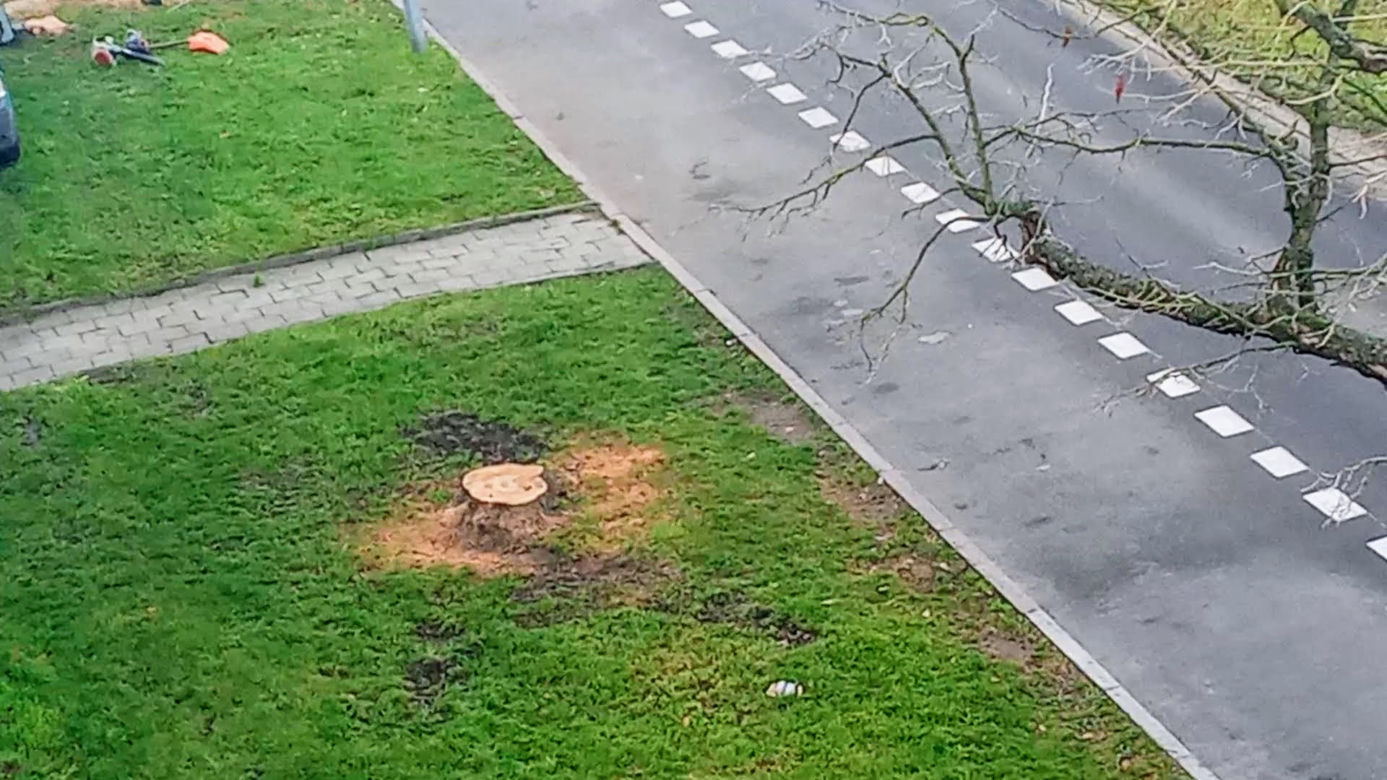 Okazałe drzewa na Turzynie poszły pod topór