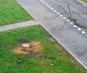 Okazałe drzewa na Turzynie poszły pod topór