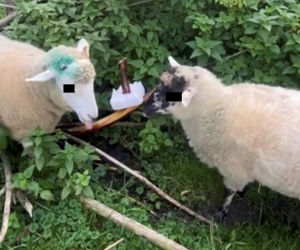 Owce kradną lizaki sarnom