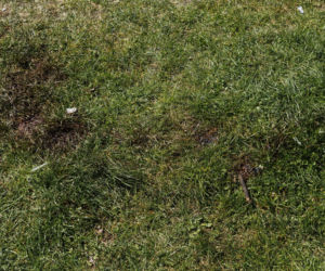 Strzelanina w Bystrzycy Kłodzkiej