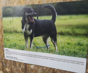 Zwierzaki z portretów czekają na adopcję