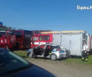 67-letni zwyrodnialec znęcał się nad zwierzętami! Policja znalazła 13 martwych byków i świni [ZDJĘCIA]