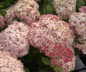 Hortensja drzewiasta SPIRIT 'Invincibelle' 