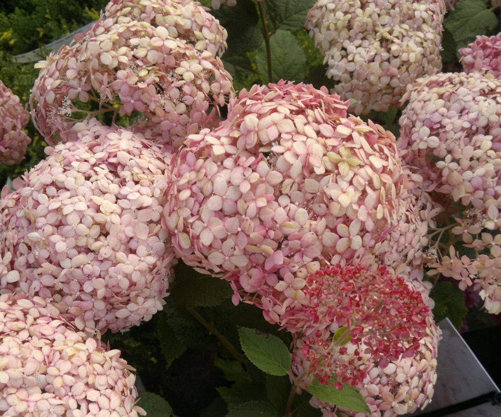Hortensja drzewiasta SPIRIT 'Invincibelle' 