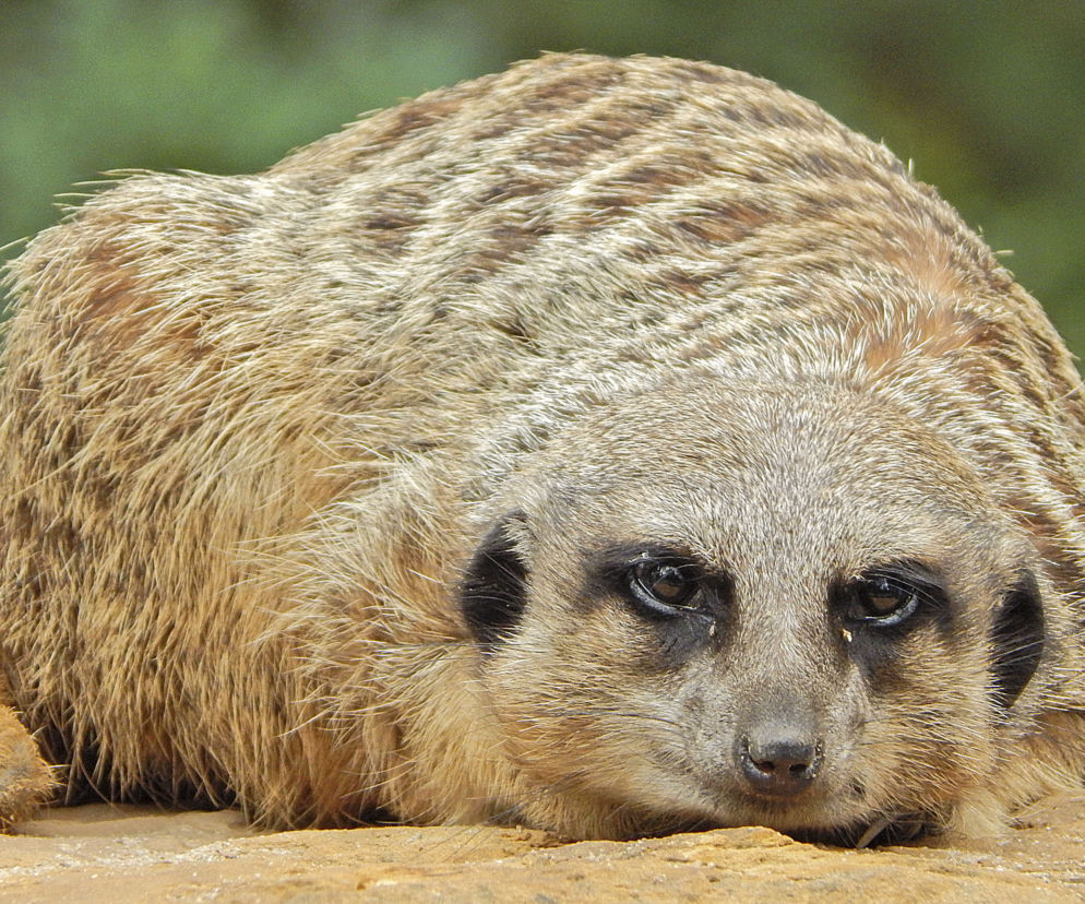 Z wizytą w Ogrodzie Zoobotanicznym w Toruniu
