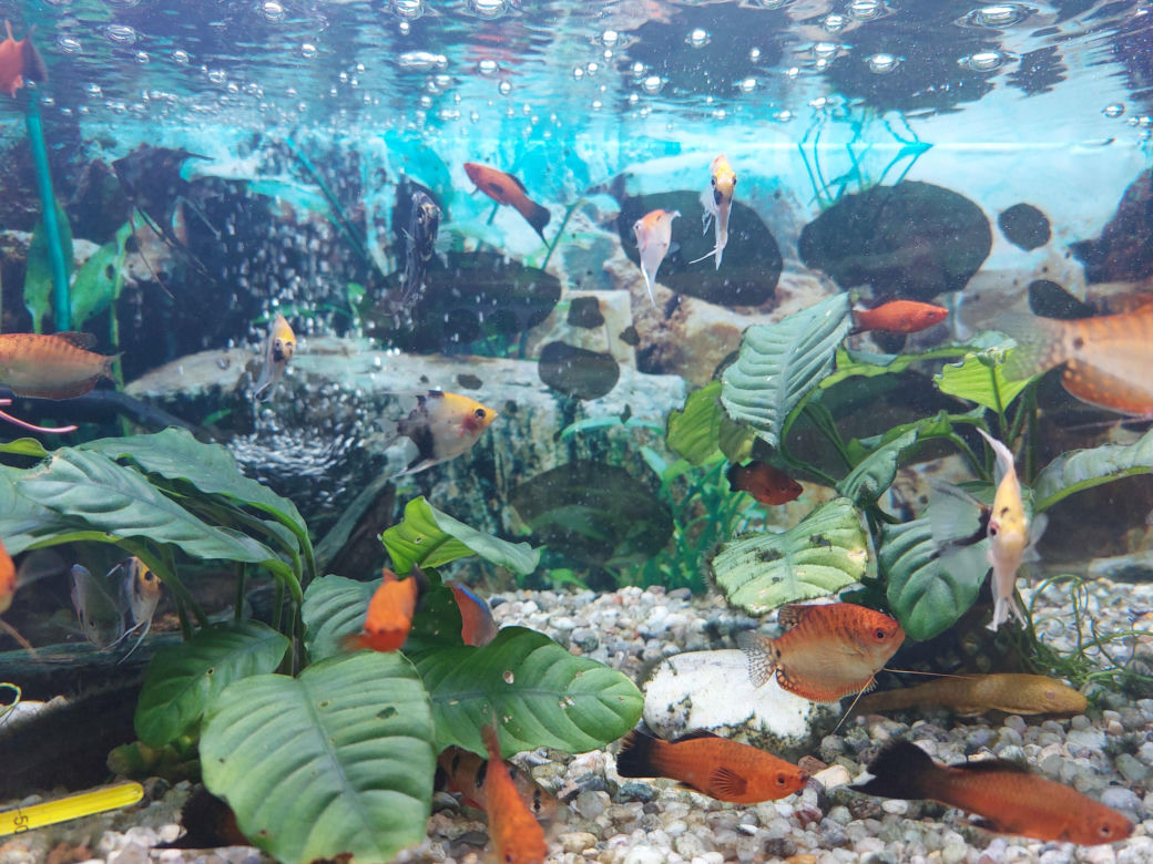Sklep zoologiczny na ul. Mariackiej w Katowicach
