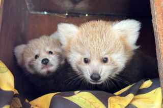 Niespodzianka w poznańskim zoo! Dwie pandki rude to dziewczynki. Imiona wybiorą wyjątkowe osoby