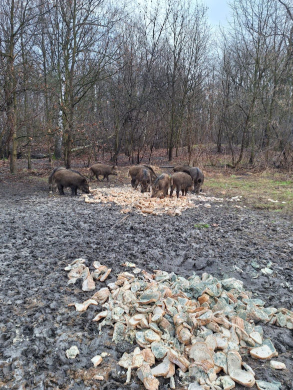 Ktoś wyrzucił spleśniałe kanapki do lasu. To może bardzo zaszkodzić zwierzętom
